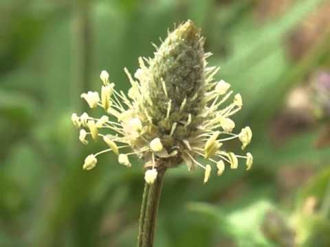 Video: Plantain (Plantago Major) - Përdoret Në Trajtimin E Sëmundjeve Të Ndryshme