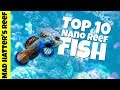 Top 10 Nano Reef Tank Fish