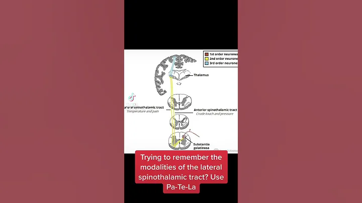 Neuroanatomy Hack: Memorise the modalities of the lateral spinothalamic tracts!