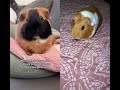 That is really shocking #fypシ #pets #guineapig #guineapighome #cute #funny #fypシ゚viral #guinea #pig