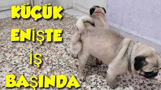 köpek çiftleşmesi pug mops eşleşme