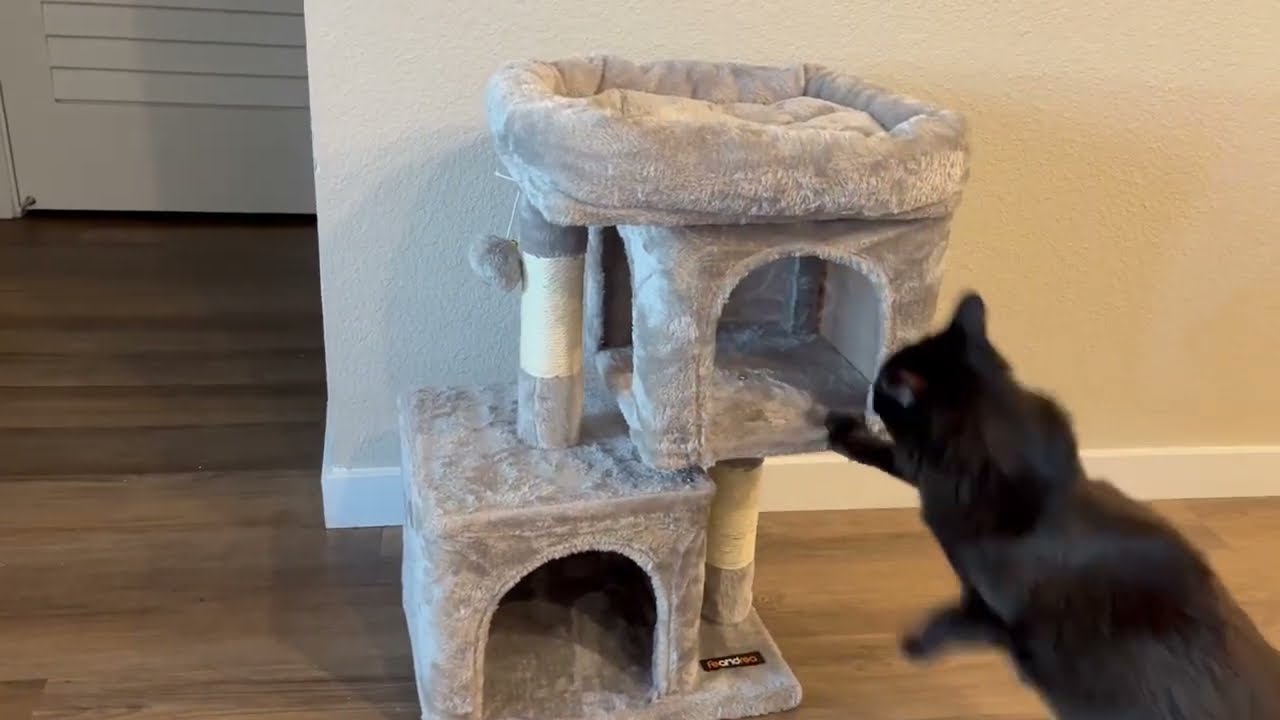 Feandrea Cat Tree   Why My Cats LOVE This