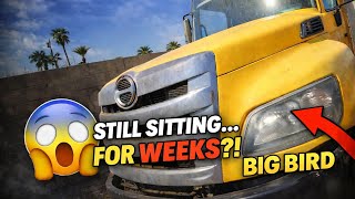 After WEEKS… Big Bird Heads to Auction 🟡