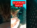 شوفو دياف الي جبتم معي القيطاط