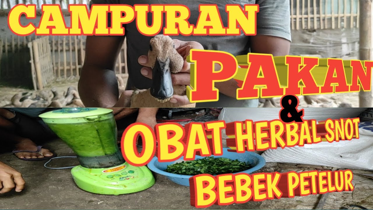 CAMPURAN PAKAN DAN OBAT HERBAL BEBEK PETELUR | PAKAN BEBEK PETELUR
