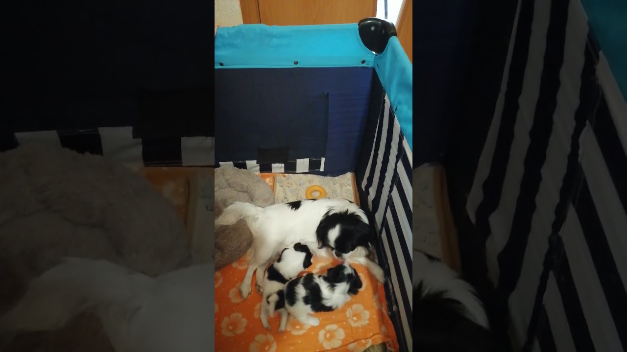 Японский хин,