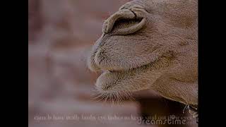 Camel Adaptations  Hisham