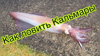 Как ловить кальмара?   How to catch squid?