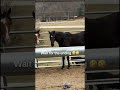 Horses feeling the love #katievanslyke #kiss #farmlife #horse
