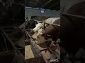откорм бычков готовим кашу раздача корма каша для бычков бычок вздулся не кушает