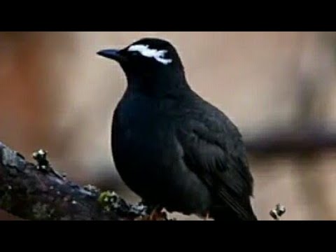 Anis Siberia Youtube