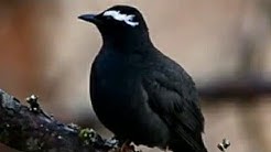 Burung Anis Siberia Punglor Free Music Download