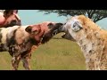 Angry Wild Dogs attacks Hyena who try to steal their food, Crazy Moment of Animals