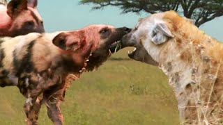 Разъяренные дикие собаки нападают на гиену, которая пытается украсть их еду