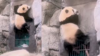 Download Lagu EP3🐼 8月25日家姐加加為了要入職員通道可以好勇去爬,可能她以為可以找到入口吧 MP3 Download Lagu EP3🐼 8月25日家姐加加為了要入職員通道可以好勇去爬,可能她以為可以找到入口吧 MP3