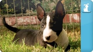 Bull Terrier Puppies  Puppy Love