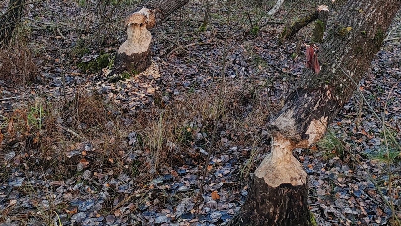 Спасаю деревья от гибели. 