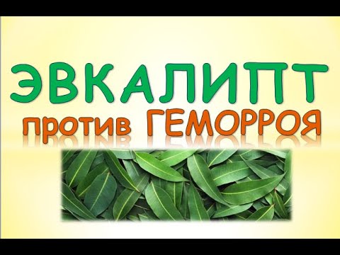 Эвкалипт против геморроя. Простой и доступный способ лечения геморроя