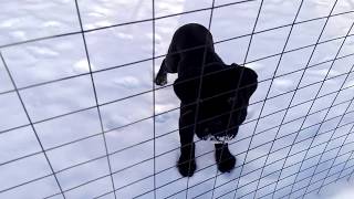 Клубные щенки КАНЕ КОРСО с гарантией и сопровождением +7903 184 6554 canecorsopuppy.ru Клубные щенки КАНЕ КОРСО с гарантией и сопровождением +7903 184 6554 canecorsopuppy.ru