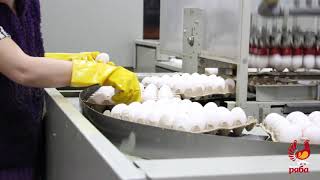 Промышленное производство яиц &quot;Курочка Ряба&quot;