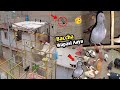 Wow!! New kabutar wapasi a gaya 🥳 how to baby pigeons come to home