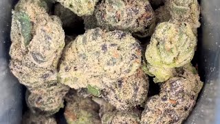 SHOPHELLOMARY BUBBLEGUM GELATO & GARLIC JUICE LIVE ROSIN VAPE 😳🔥 Did They Go CRAZY?!