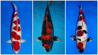 Koi LOKAL dan Koi IMPOR. Inilah Ikan Koi GOROMO si Ikan Naga / Types Of GOROMO Koi the DRAGON KOI