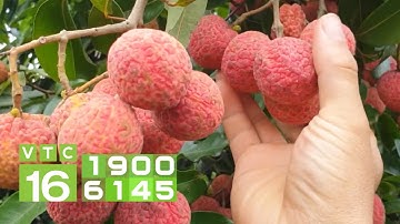 Vải chín đỏ vườn nhưng không kịp xuất sang Nhật | VTC16