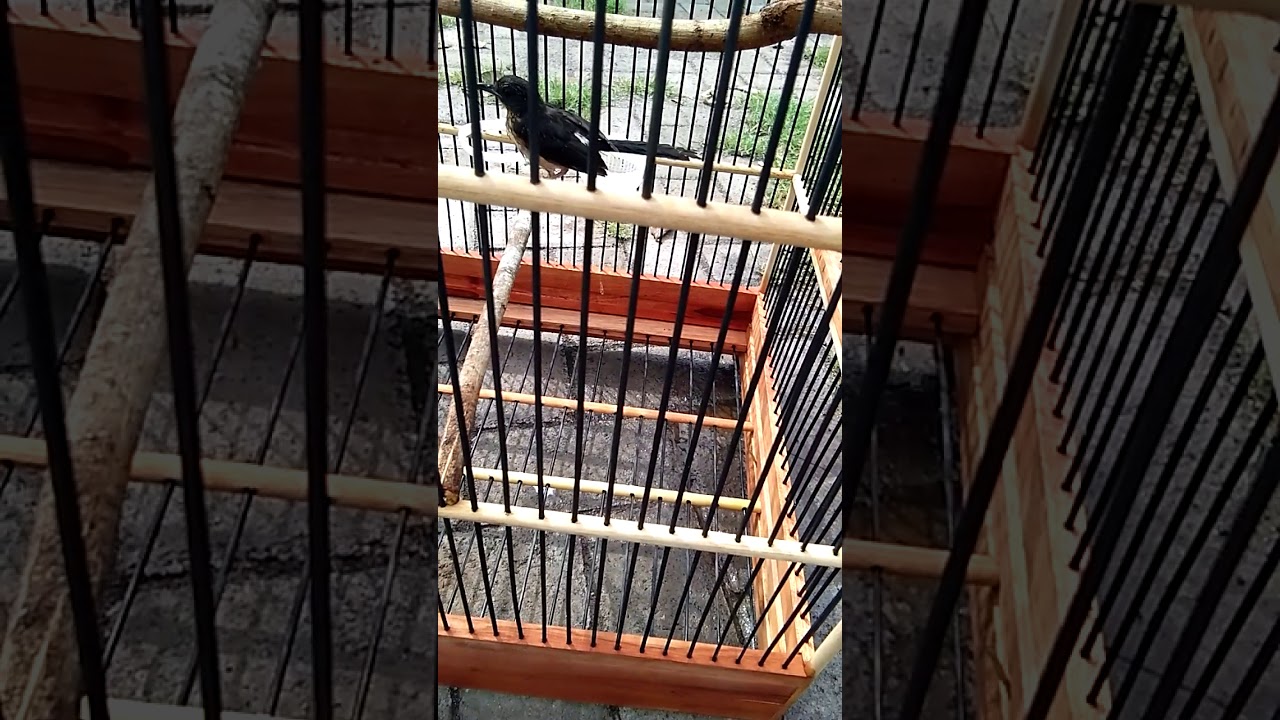 Burung trotol 