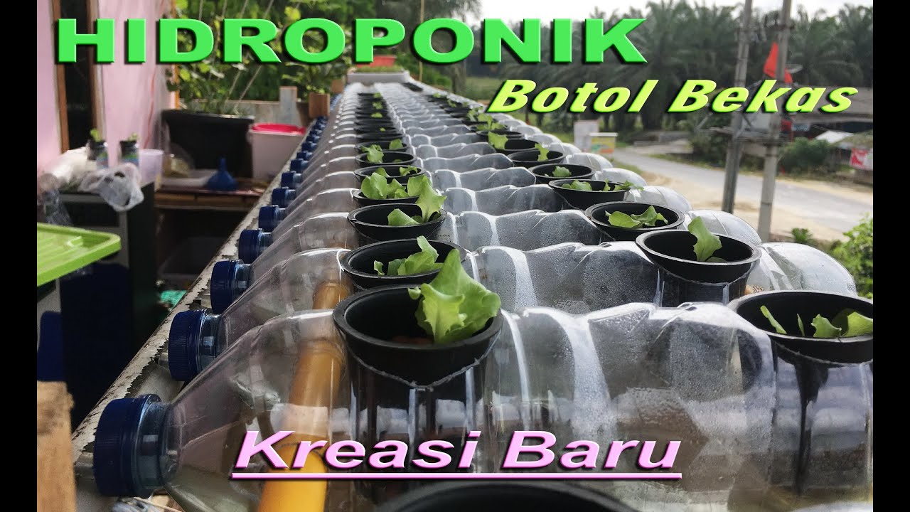 Cara Membuat Hidroponik Dari Botol Bekas Model Baru Youtube Hidroponik Berkebun Hidroponik Ide Berkebun