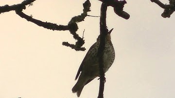 Song Thrush Singing