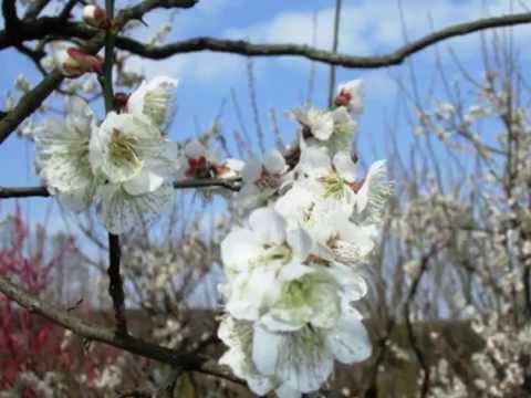 27 02 28 花の文化園　梅