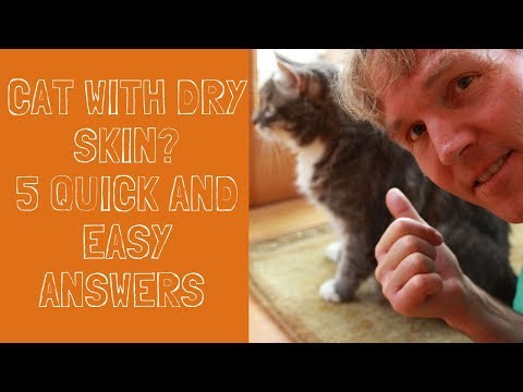 causes of dandruff in cats, how to get rid of it