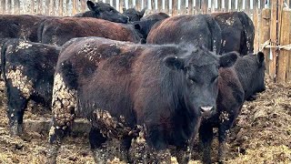 Richard Rosen - 900# Heifers - 65 Head (Rainier, AB)