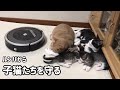 寝ている子猫が起きないようにルンバから守る猫