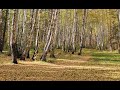 Челябинск живая природа чистый лесной воздух, осень.  26 09 2023г.