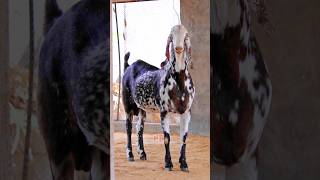 Which One Is The Best?