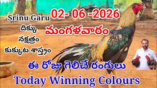02 June 2026 Today Winning Colours//kukkuta sastram//colour update #telugu