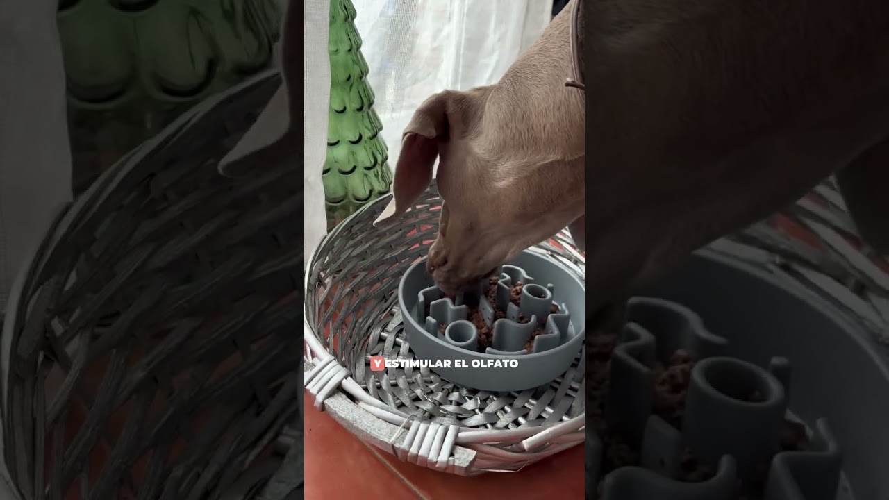 ¿Tu perro come demasiado rápido? Prueba esto 🐶🍽️✨