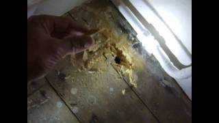 Woodworm Infestation active or not?