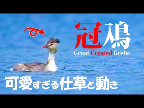 カンムリカイツブリ】野鳥撮影と解説。日本最大＆最小の鳰