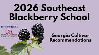 Blackberry Varieties: Georgia Cultivar Recommendations