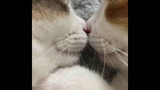Cute Cats Sleeping With Their Noses Touched
