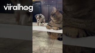 Puppy Meets Cat For First Time || Viralhog