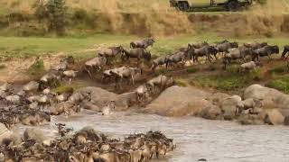 Milions of Wildebeest and Zebra cross mara river every year from Tanzania to masai mara kenya