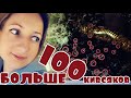 Больше 100 кивсяков🤯 Генералочка🙉 Anadenobolus monilicornis🐛 часть 2