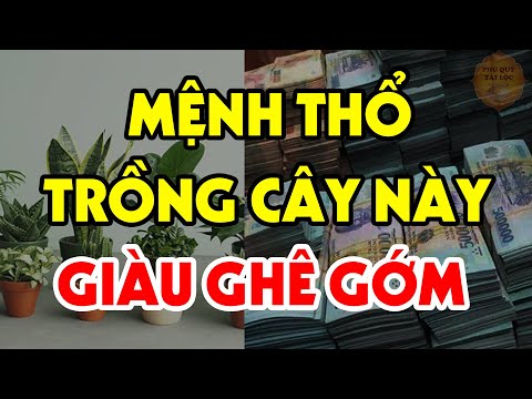 Người Mệnh Thổ CHẮC CHẮN ĐỔI ĐỜI NGOẠN MỤC, TIỀN BẠC TĂNG NHANH Nếu Trồng Loài Cây Phong Thủy Này