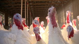 How supply chain issues will affect Thanksgiving dinner