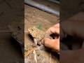 Catch big frogs funny | Try don't laugh | wepwep catching frogs make you laugh #shortsviral