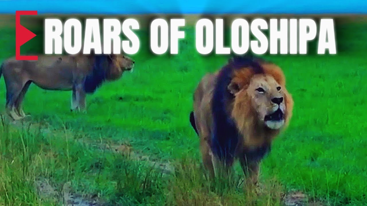 Roars of Oloshipa Black Rock Male Lion | Memories